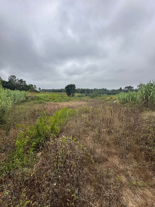 Terreno a venda em mogofores