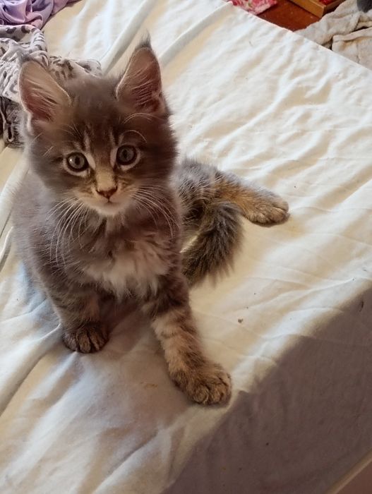 Lindo gatinho  Maine coon
