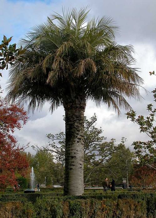 Sementes de palmeira cinzenta