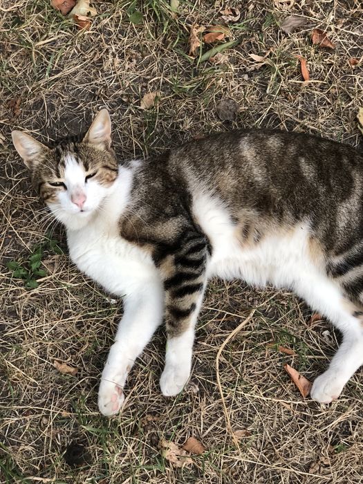 Котик 3 года,отдам надежным людям.