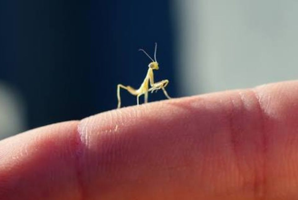 Hierodula transcaucasica хижа комаха