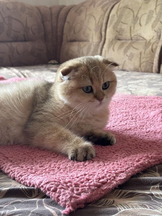 Няшний шотландський хлопчик