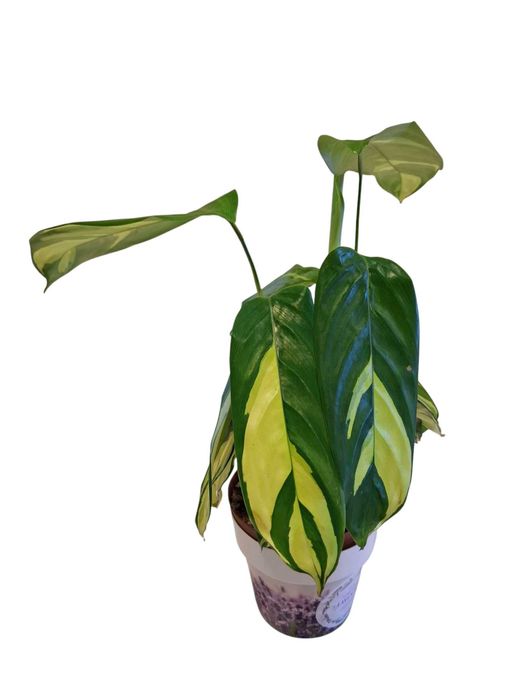 Rolina doniczkowa Calathea Yellow Miracle, kolekcjonerska Warszawa Bemowo   OLX.pl