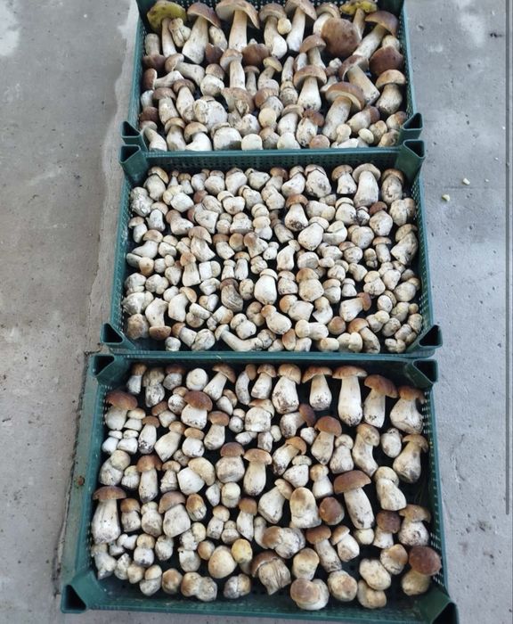 Продаю гриби самі щирі по 50грн за кілограм,всьо по телефоні +380 (98) 825 63 84