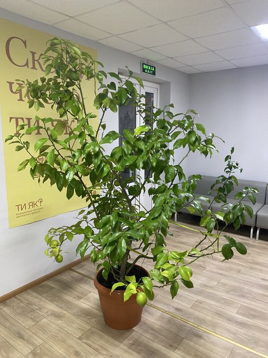 Лимон кімнатний, цитрусові