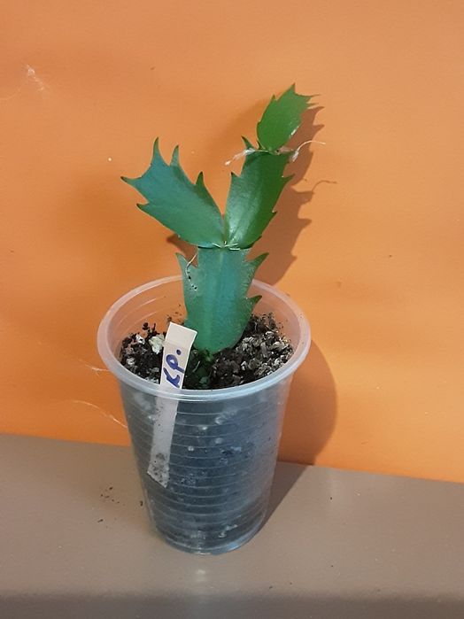 Шлюмбергера, 2 цвета