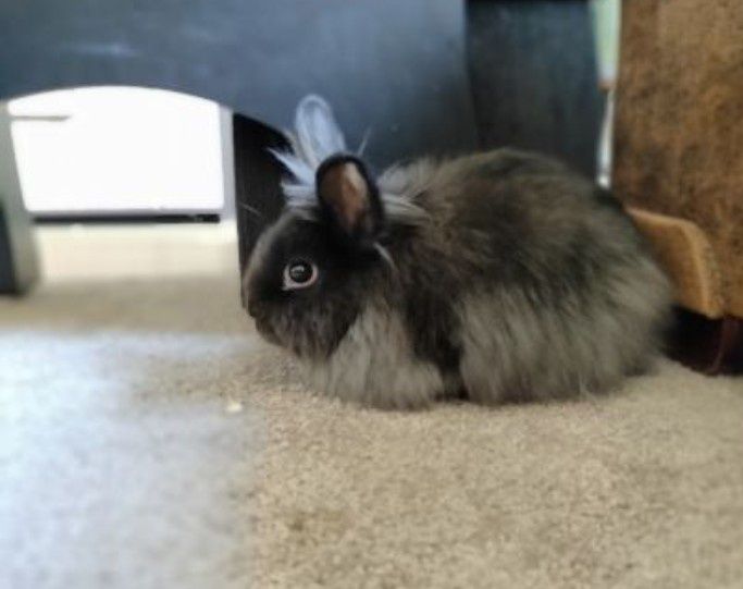 Oddam za darmo!Króliczek Teddy dorosła samiczka długo włosów.