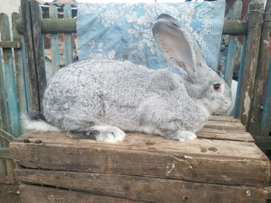 кролі породи шиншила европейська