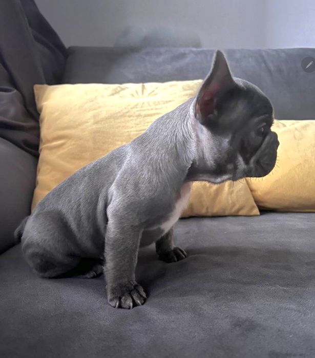 Бульдоги французики блакитного окраса