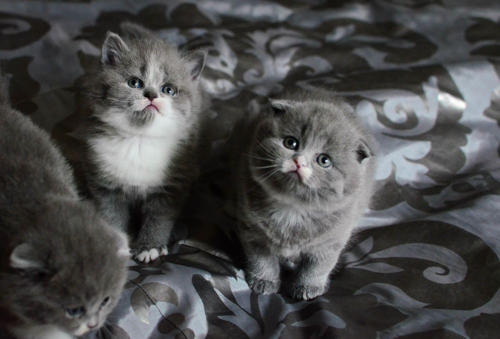 Шотландські красуні