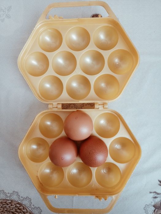 Пластиковый контейнер для яиц 10шт.