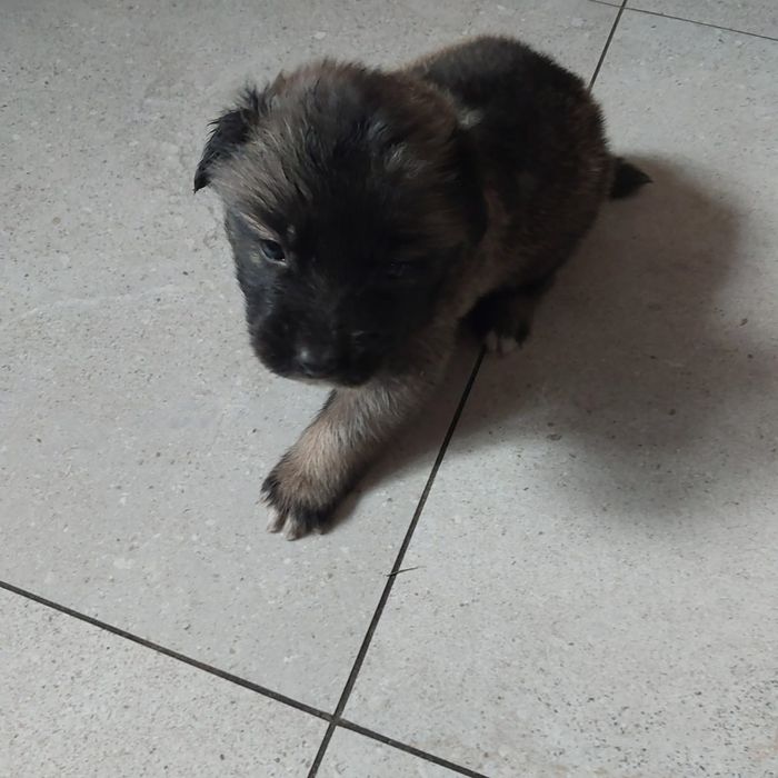 Szczeniaki w typie labradora
