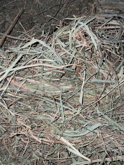 Siano sianko dla królika gryzoni