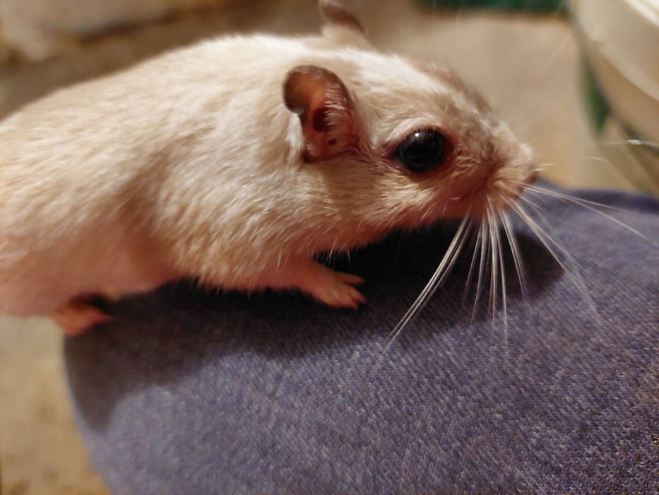 Чарівні мишки Піщанки,