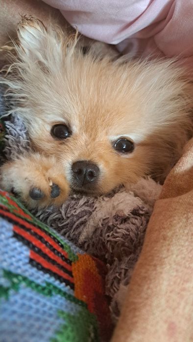 В'язка, Тедді готовий для побачень із дівчатками