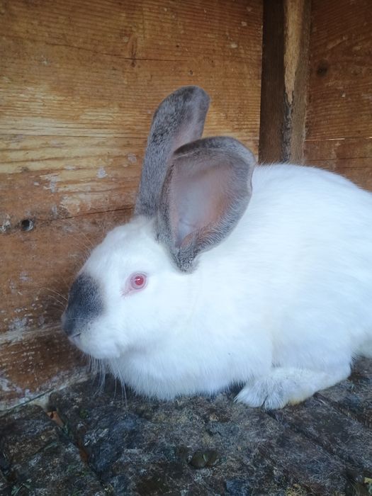 Кролики, кролчихи