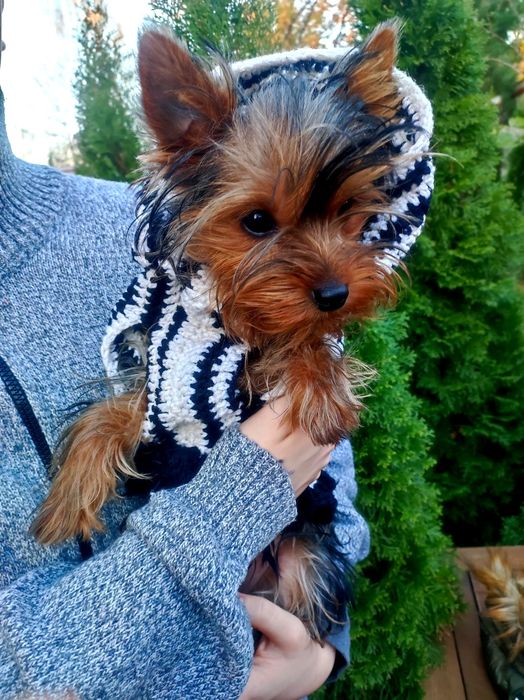 Красуня шукає найкращу родину.усі щеплення за віком..Сказ.Мікр чіп