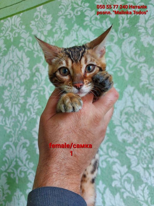 Перша дівчинка з Виводка. Яскрава, Клубна