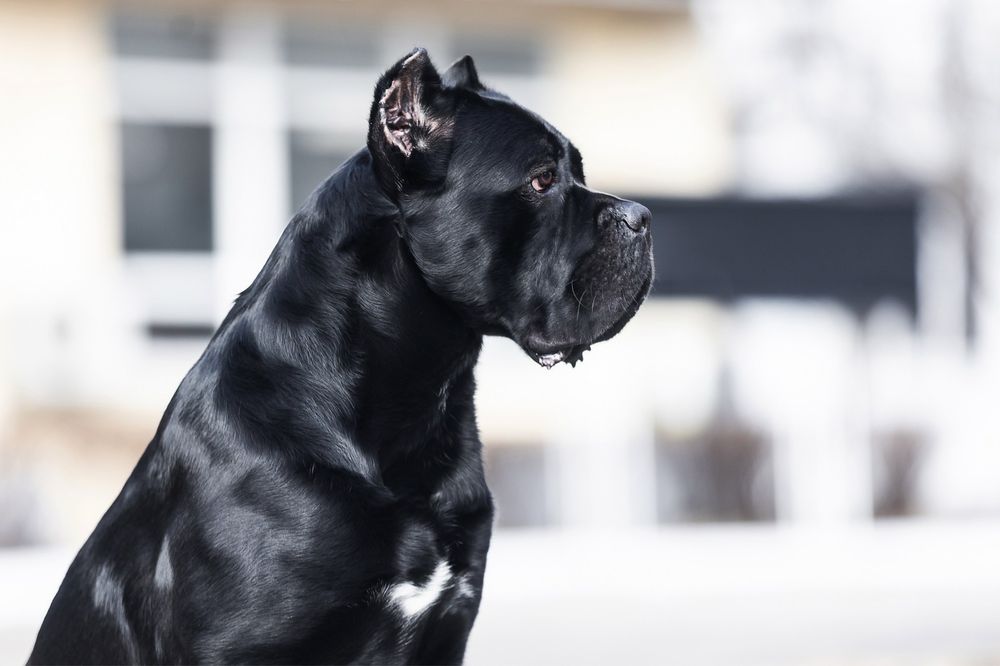 Чудова дівчінка Кане Корсо (Cane Corso Italiano)