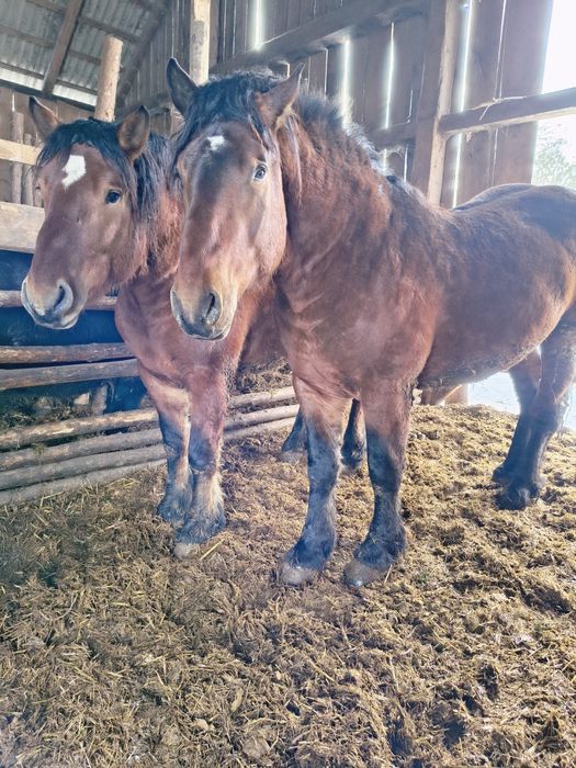 Sprzedam konie zimnokrwiste