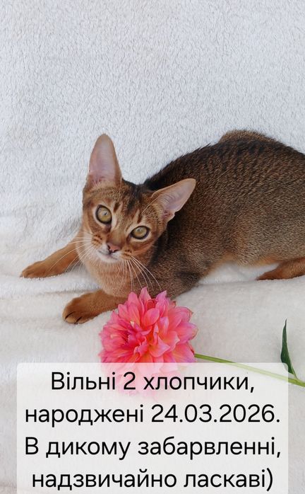 Абісинські хлопчики
