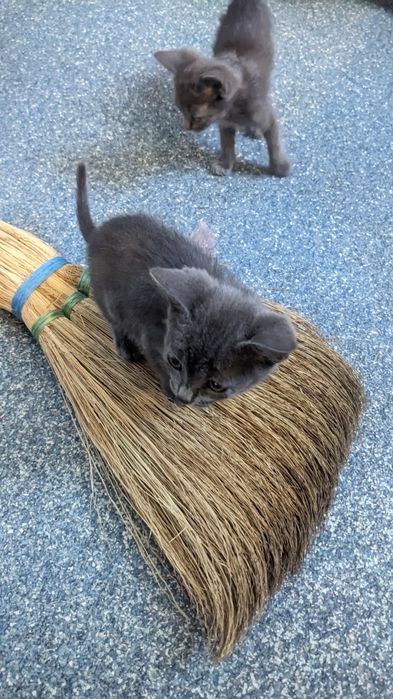 Отдам чудесных котят.