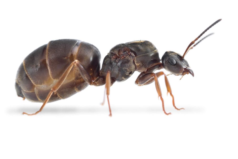[OKAZJA] Królowa mrówek Lasius niger + jaja