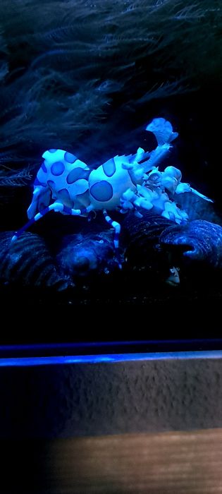 Hymenocera picta Krewetka