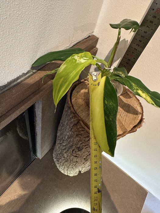 Філодендрон Philodendron   Siam Sunrise