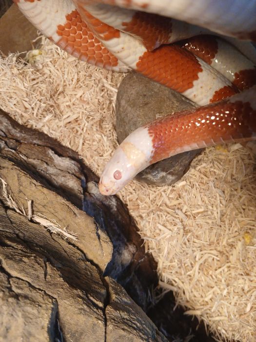 Sprzedam lancetogłowa z terrarium