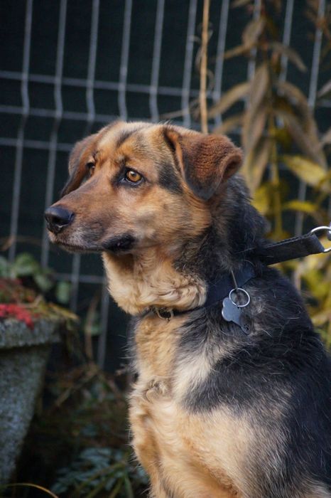 Łagodna i wierna suczka- adoptuj Elke