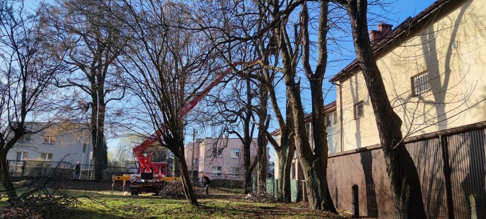 Wycinka, Pielęgnacja Drzew, rebak, frezarka