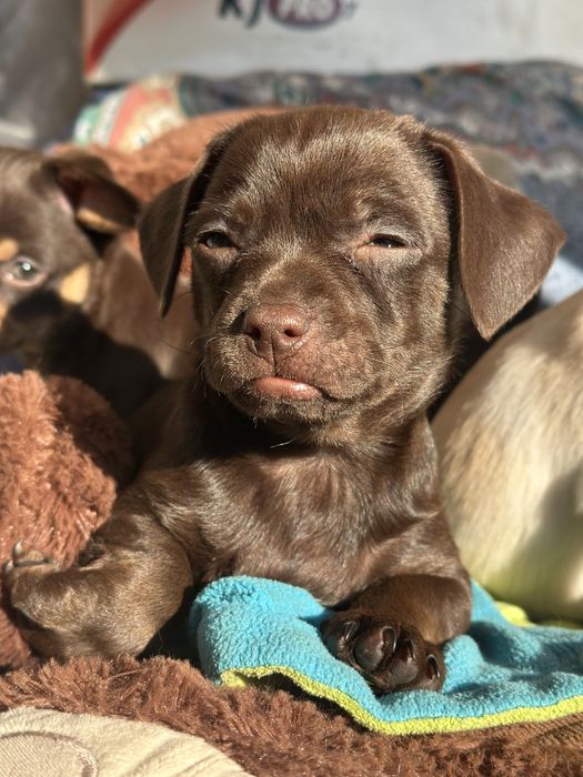 Продам Щенка Мальчик