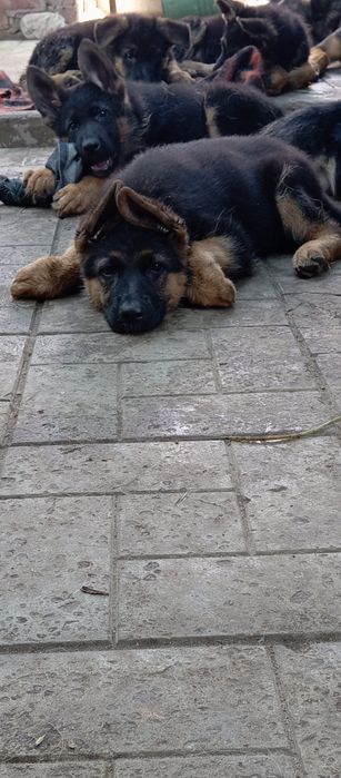 Шикарные немчики