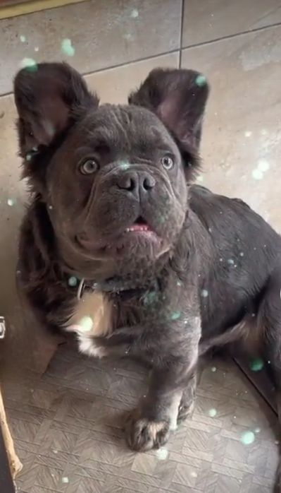 В'язка французького бульдога флаффі, fluffy