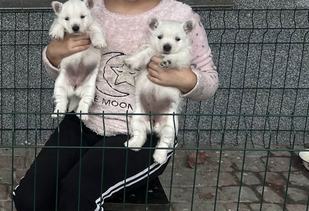 Вест Хайленд тер’єр