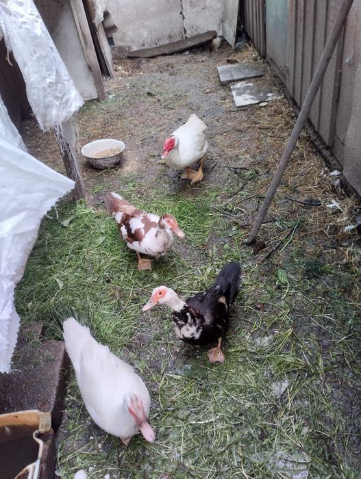 Продам качичок та качура
