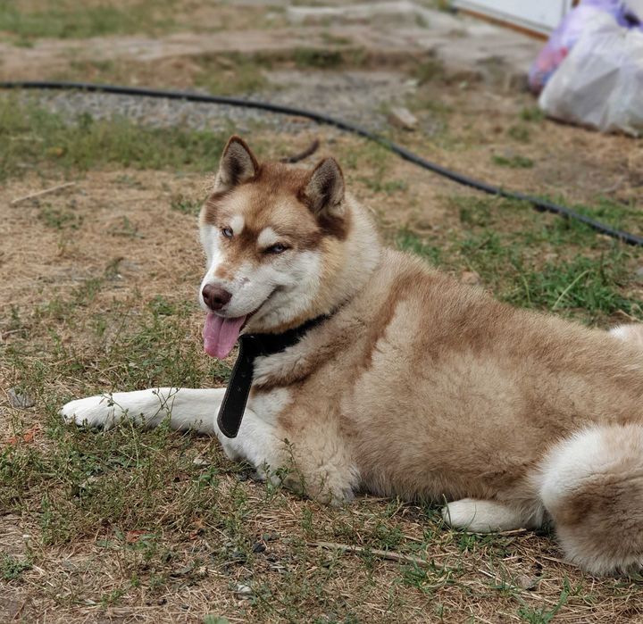 Вязка сибірський ХАСКІ кавового окрасу