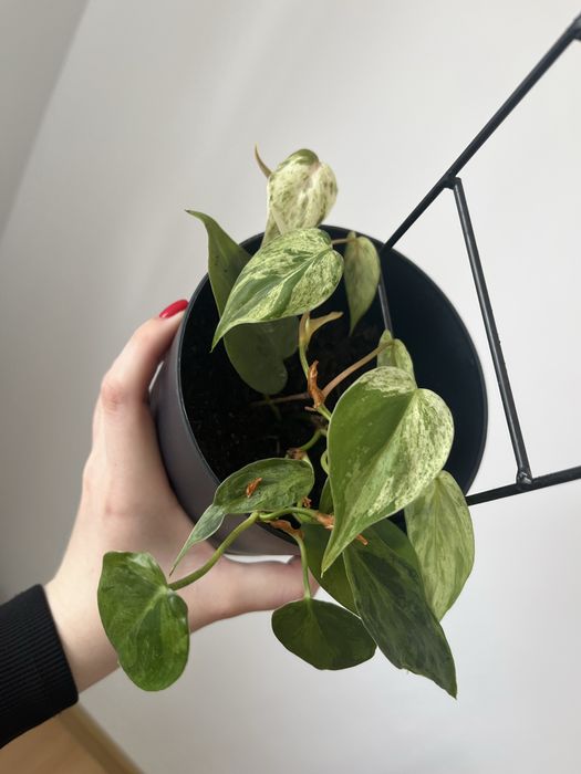 philodendron hederaceum variegata okaz
