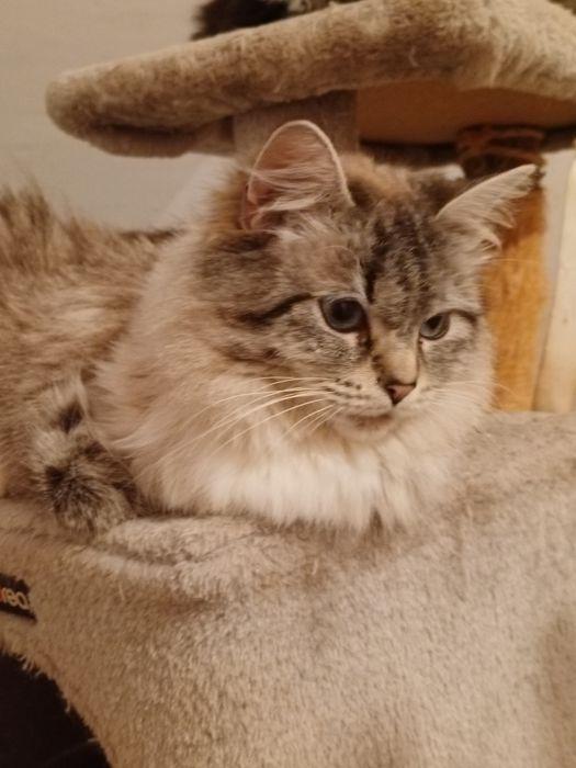 Koteczka Syberyjska.