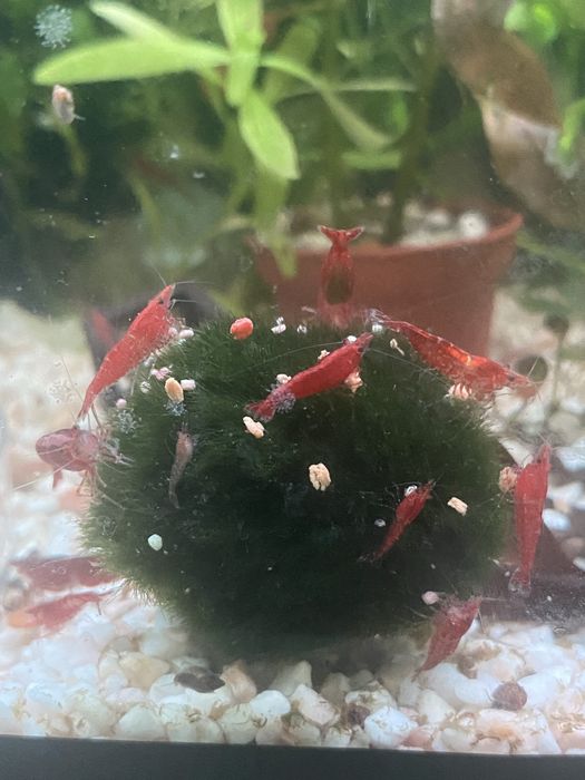 Блю дрим неокапдины