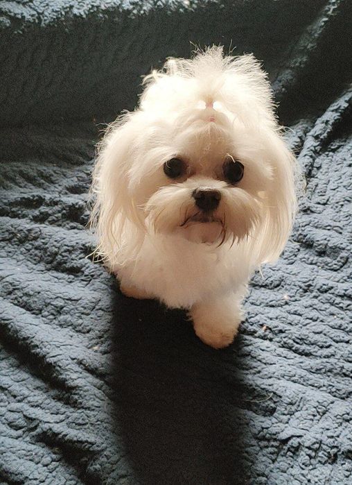 Хлопчик Мальтезе