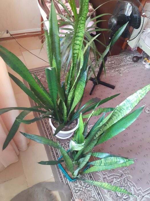 растение "тещин язык" сансевиерия