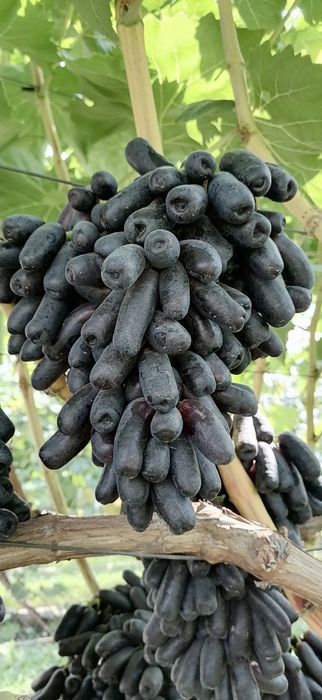 Виноград Аватар (Свит Сапфир)