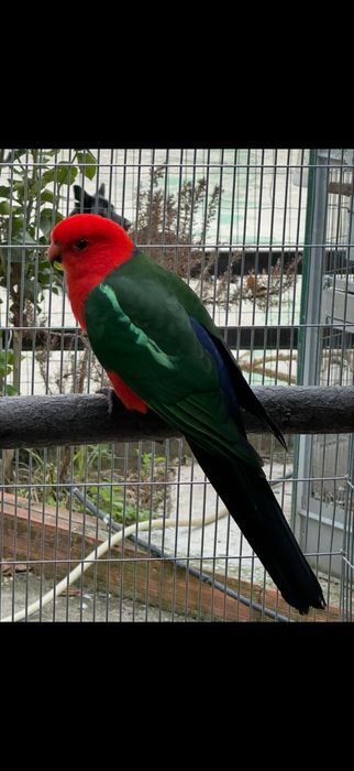 King Parrott , Derbiana , Cabeça de Ameixa