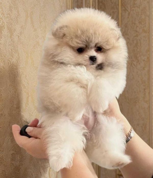 Очаровательная девочка пом. шпиц.