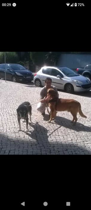 Dog Walker desde 2013 Cascais