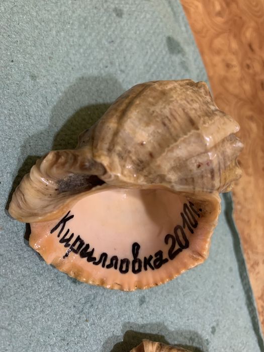 Продается ракушка