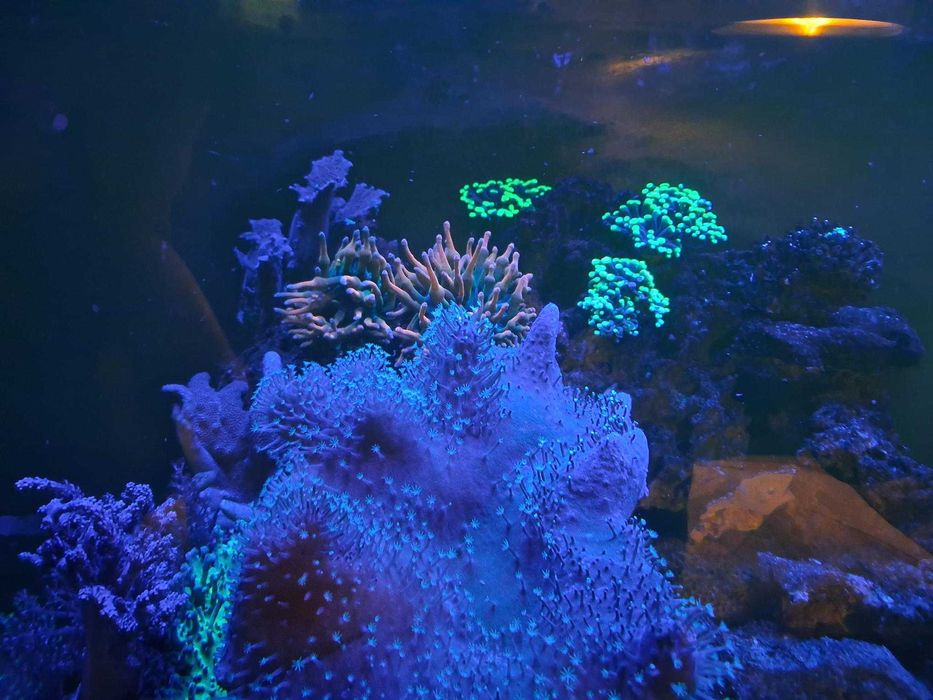 Peixes de agua Salgada