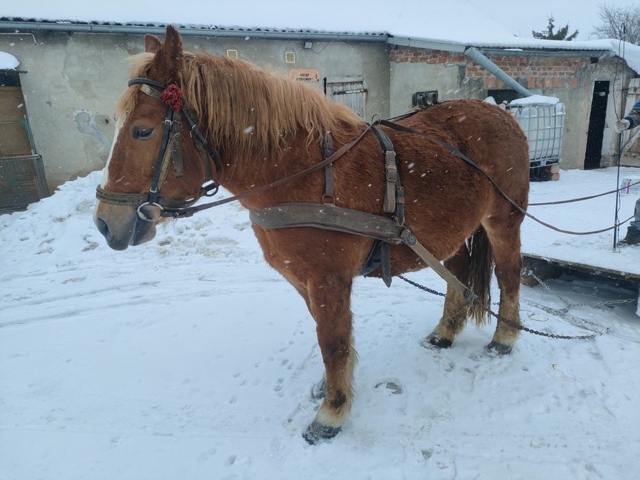 Sprzed klacz, źrebna, Ur. 2019